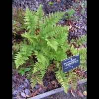 Fougere - Dryopteris Carthusiana (fam Dryopteridacees) (Europe, Asie) (1)